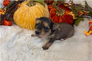 Ulani - Yorkie for sale
