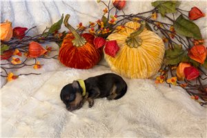 Utopia - Yorkie for sale