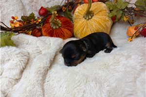 Watson - puppy for sale