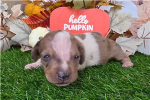 Bodie - Mini Dachshund for sale