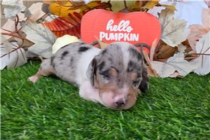 Bethany - puppy for sale