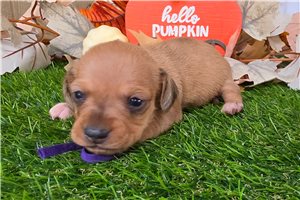 Brooke - puppy for sale