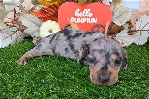 Bronwyn - puppy for sale