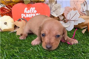 Blaire - puppy for sale