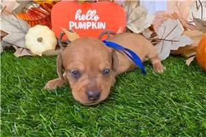 Baxter - puppy for sale