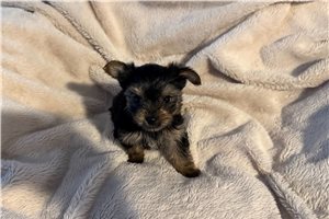 Virtue - Yorkie for sale