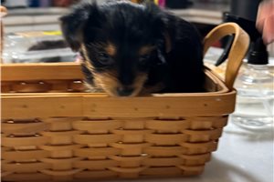 Lilly, a Yorkie puppy
