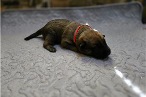 Archer - puppy for sale
