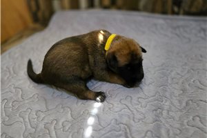 Ariel - puppy for sale