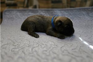 Alexander - Belgian Malinois for sale