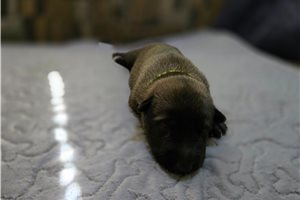 Anya - puppy for sale