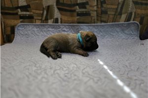 Andrea - puppy for sale