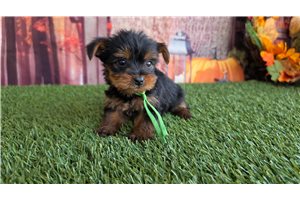 Alexander - Yorkie for sale