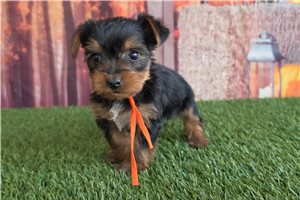 Aggy - puppy for sale