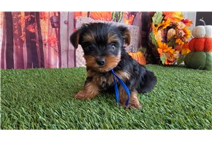 Alexei - Yorkie for sale