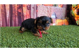 Adri - puppy for sale