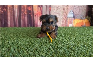 Agatha - puppy for sale