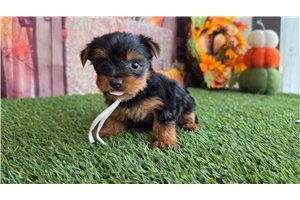 Aida - puppy for sale