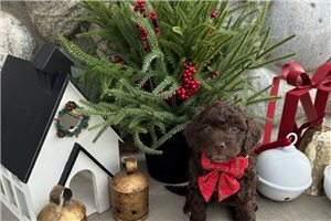 Allison - puppy for sale
