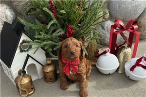 Alara - puppy for sale