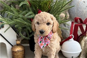 Alexandria - Double Doodle for sale