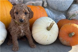 Amina - puppy for sale