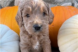 Aladdin - puppy for sale