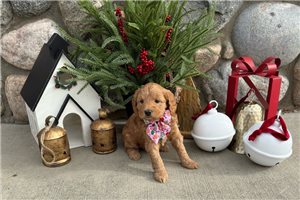 Arrow - puppy for sale