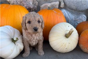 April - puppy for sale
