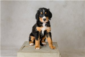 Astrid - puppy for sale