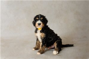 Augustus - puppy for sale