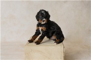 Alexander - puppy for sale