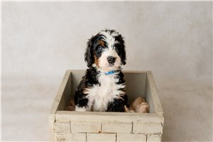 Apollo - puppy for sale