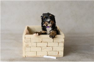 Autumn - puppy for sale