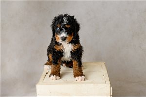 Ashton - Bernedoodle for sale