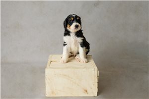 Allyson - puppy for sale