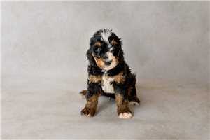 Adrian - puppy for sale