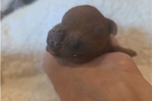 Ashley - puppy for sale