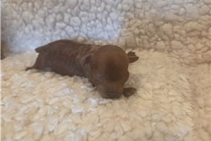 Archer - Toy Poodle for sale