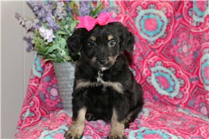 Alicyn - Aussiedoodle for sale