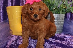 Serenity - Goldendoodle, Mini for sale