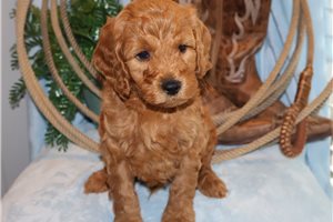 Giovanni - Double Doodle for sale