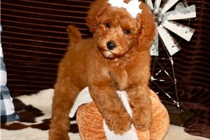 Felicia - Mini Goldendoodle for sale