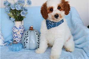 Dumpling - Mini Goldendoodle for sale