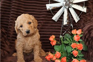 Halo - puppy for sale