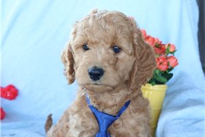 Hamlet - Goldendoodle, Mini for sale