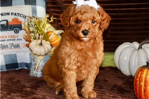 Felicia - Mini Goldendoodle for sale