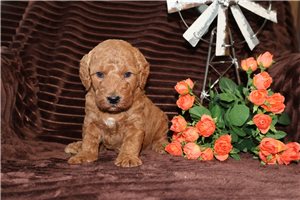 Hans - Goldendoodle, Mini for sale