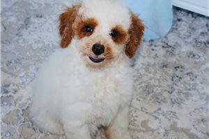 Dorito - Mini Goldendoodle for sale