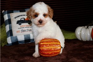 Dorito - Mini Goldendoodle for sale